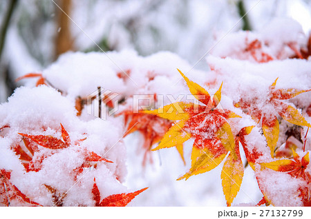 Red fall maple tree covered in snow,South Korea. Red fall maple tree covered in snow,South Korea. 27132799