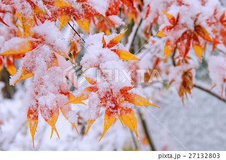 Red fall maple tree covered in snow,South Korea. Red fall maple tree covered in snow,South Korea. 27132803