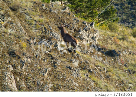Young deer taken on a rocky surface Young deer taken on a rocky surface 27133051