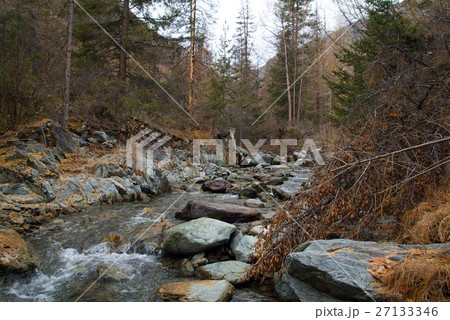 Trees on the forest stream in the taiga 27133346