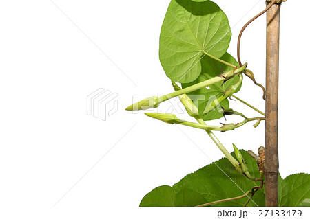 Moonflower (Ipomoea alba L.). Edible flower. 27133479
