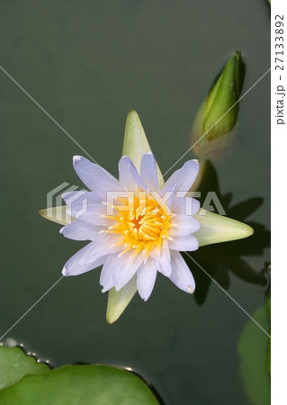 Purple Tropical Lotus Purple Tropical Lotus 27133892