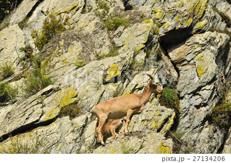 ibex swarm up mountains ibex swarm up mountains 27134206