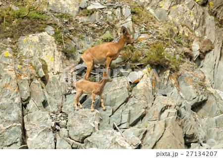 ibex swarm up mountains 27134207