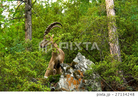 ibex on a background of green forest in the ibex on a background of green forest in the 27134248