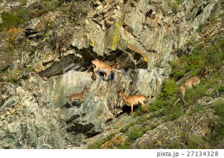 ibex swarm up mountains 27134328