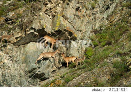 ibex swarm up mountains 27134334