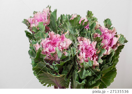 bunch Ornamental Kale - Brassica Oleracea bunch Ornamental Kale - Brassica Oleracea 27135536
