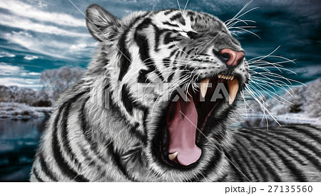 Sibirian Paintin White Wild Tigerのイラスト素材