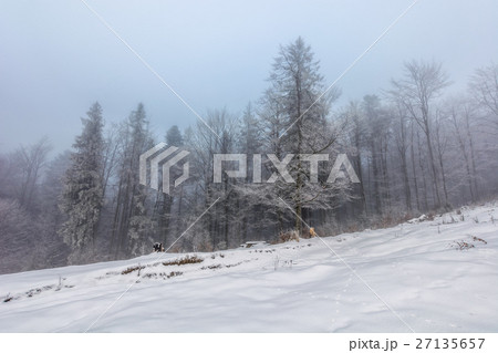 fog in the spruce forest 27135657