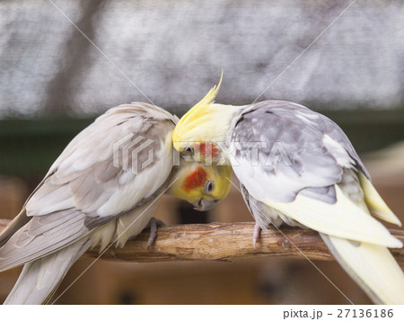 オカメインコの毛づくろい ペア1 の写真素材