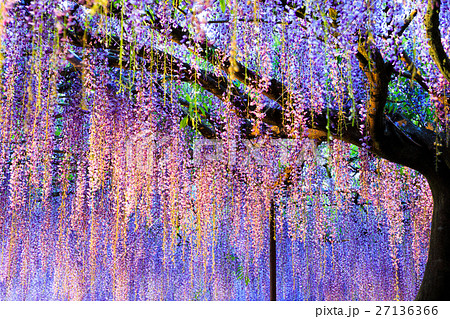 藤の花 ライトアップ 27136366