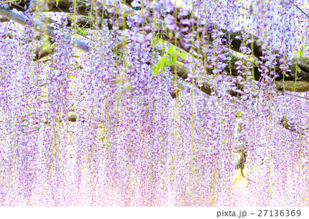 藤の花 27136369