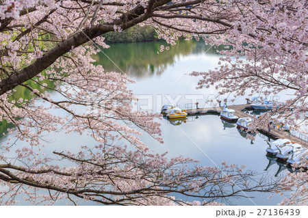 緑水湖と桜の花 27136439
