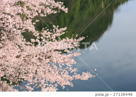 緑水湖と桜の花 27136446