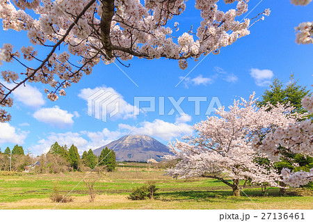 大山と大山ペンション村の桜 大山と大山ペンション村の桜 27136461