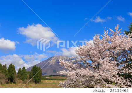 大山と大山ペンション村の桜 大山と大山ペンション村の桜 27136462