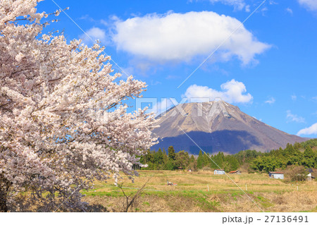 大山と大山ペンション村の桜 大山と大山ペンション村の桜 27136491