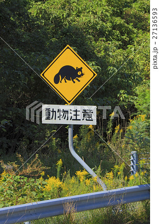 動物注意 タヌキの写真素材