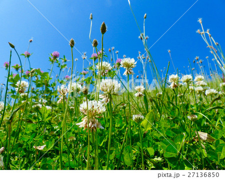 クローバー咲く河原 27136850