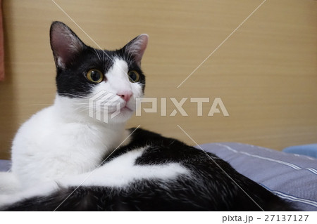 猫 ねこ ネコ 27137127