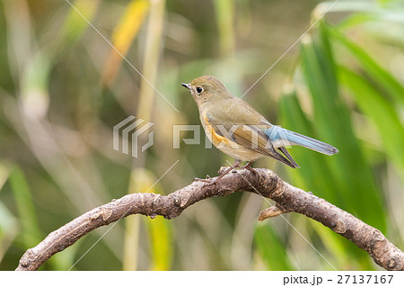 ルリビタキ６６　オス　若鳥 27137167