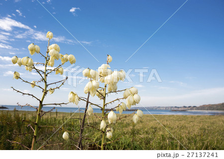 キミガヨランの花と青空 27137241