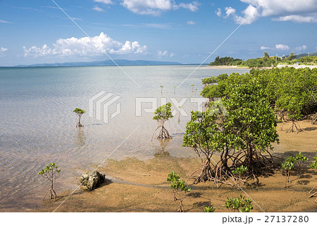 石垣島の海とヤエヤマヒルギの木 27137280