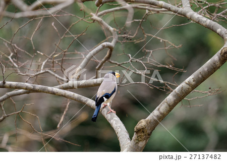 イカル 12 野鳥 イカル 12 野鳥 27137482