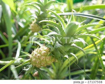 パイナップルーヒメパイン 27137508