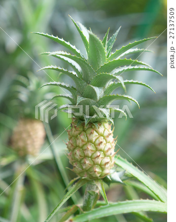 パイナップルーヒメパイン 27137509