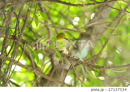 鳥 からし色 昆虫 27137534