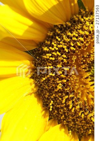 ひまわり 向日葵 ソレイユの丘 27137563