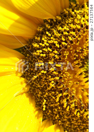 ひまわり 向日葵 ソレイユの丘 27137564