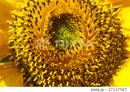 ひまわり 向日葵 ソレイユの丘 27137567