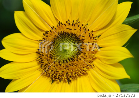 ひまわり 向日葵 ソレイユの丘 27137572