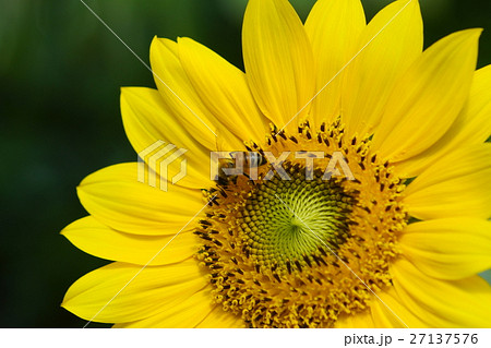 ひまわり 向日葵 ソレイユの丘 27137576