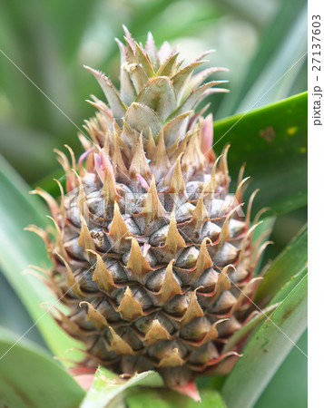 パイナップルークリームパイン 27137603