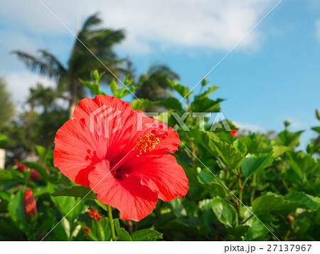 ハイビスカス（12月-沖縄） 27137967