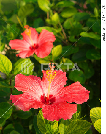 ハイビスカス（12月-沖縄） 27137970