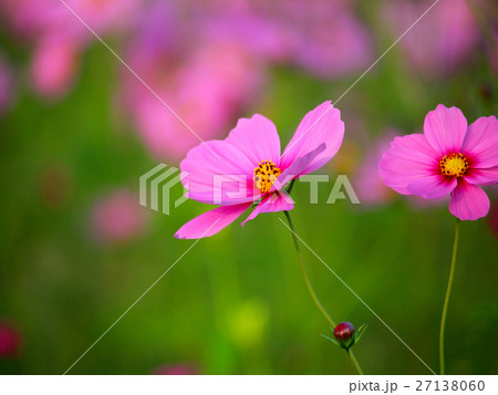 花 フラワー お花 27138060