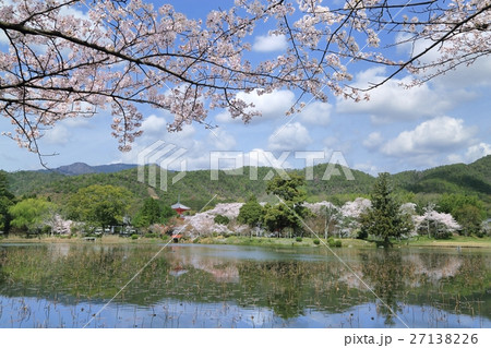 大覚寺　大沢池と桜 27138226