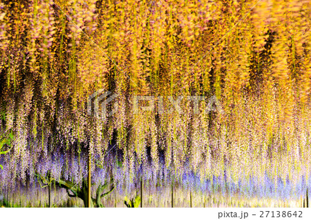 藤の花 ライトアップ 27138642