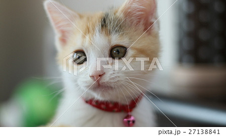 かわいい子猫の顔の写真素材
