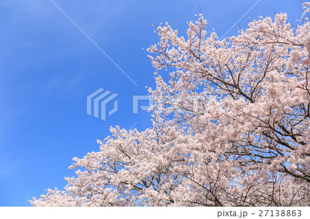 桜並木と爽やかな青空 27138863