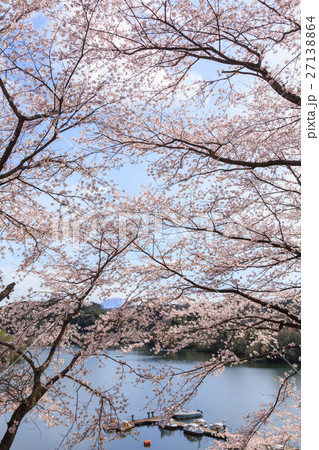 桜の花と緑水湖と大山　鳥取県4月 27138864