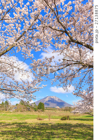 大山と大山ペンション村の桜 27138875