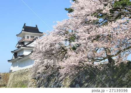 富山城と桜 富山城と桜 27139396