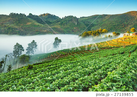 Strawberry garden at Doi Ang Khang , Chiang Mai,  27139855