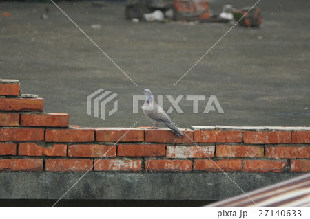 鳥 鳥綱 野鳥 27140633